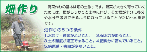 野菜作りの基本は畑の土づくりです。野菜が大きく育っていくためには、根がしっかりと土中に伸び、その根が十分に養分や水分を吸収できるようになっていることがたいへん重要です。　畑作りの5つの条件　1.水はけ・通気がよいこと。　2.保水力があること。　3.土の酸度が適正であること。　4.肥料分に富んでいること。　5.病原菌・害虫が少ないこと。