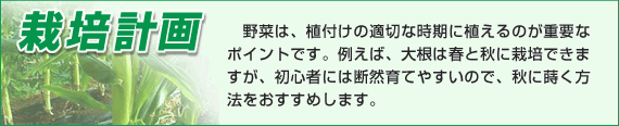 野菜は、植付けの適切な時期に植えるのが重要なポイントです。例えば、大根は春と秋に栽培できますが、初心者には断然育てやすいので、秋に蒔く方法をおすすめします。